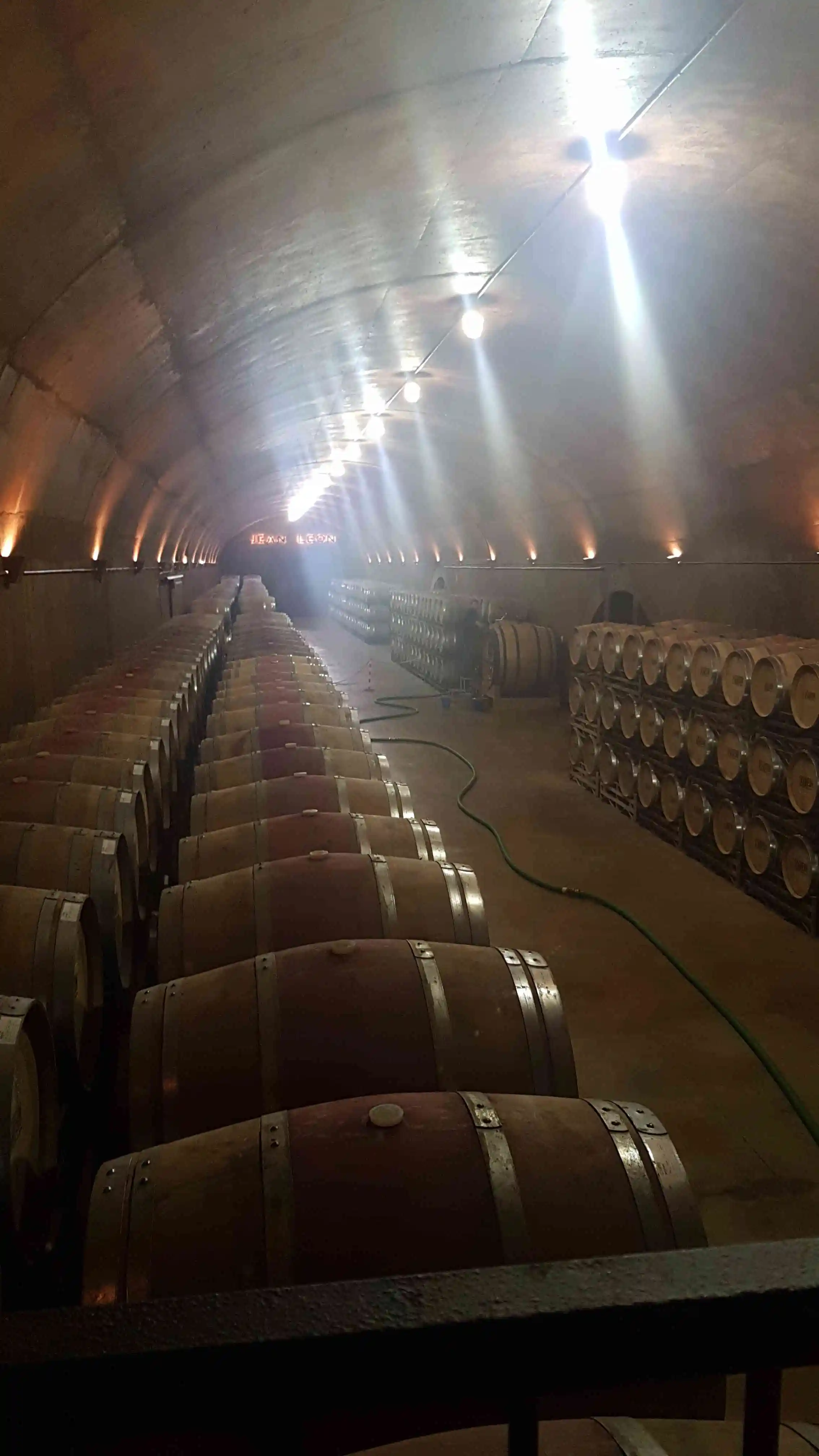 La vinya i les bodegues